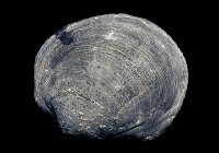 藏品(其他海蛤)的圖片